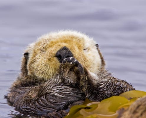 Sea Otter