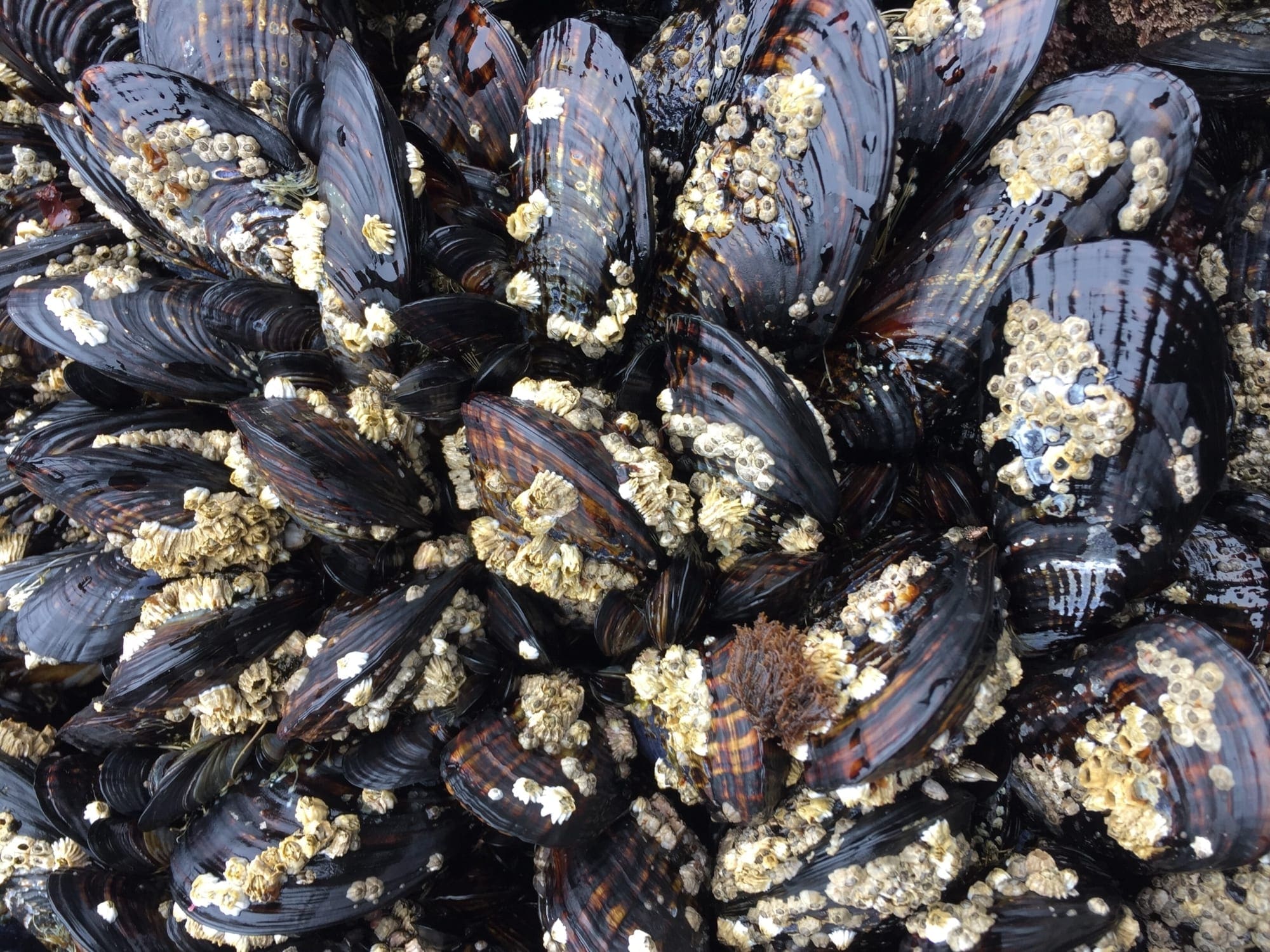 Mussels