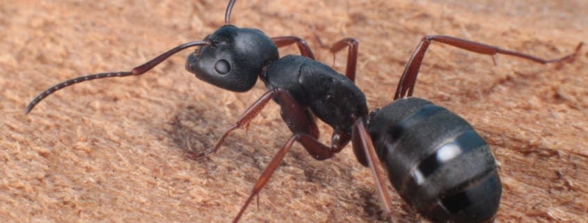 Carpenter ant