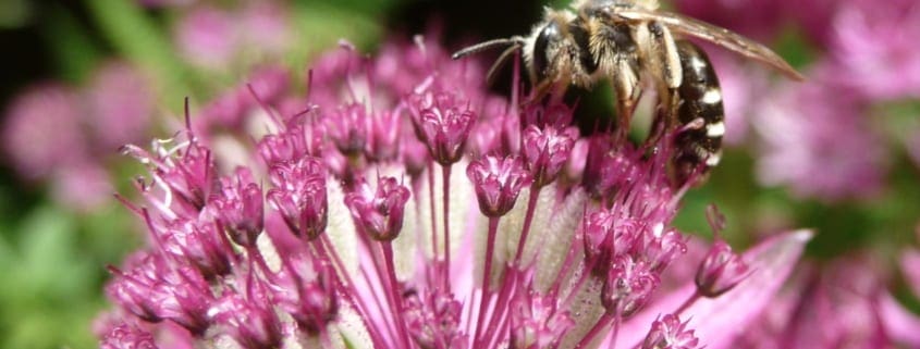 Mining astrantia