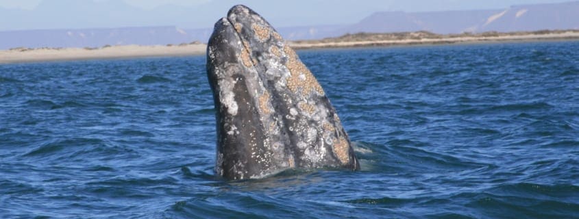 gray whale ryan harvey used under creative commons