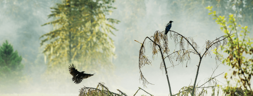 Two Corvids April Bencze ctc2018