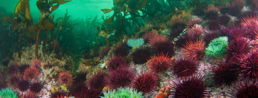 Urchins by Dane Stabel