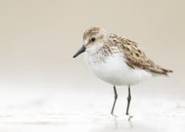 Semipalmated Sandpiper by Jess Findlay