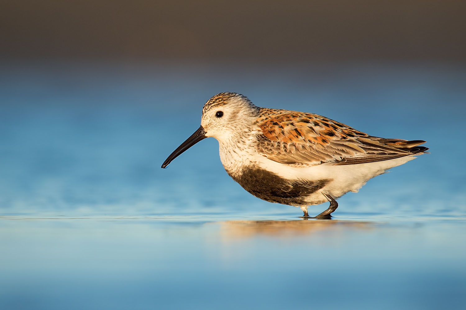 Dunlin PS1500