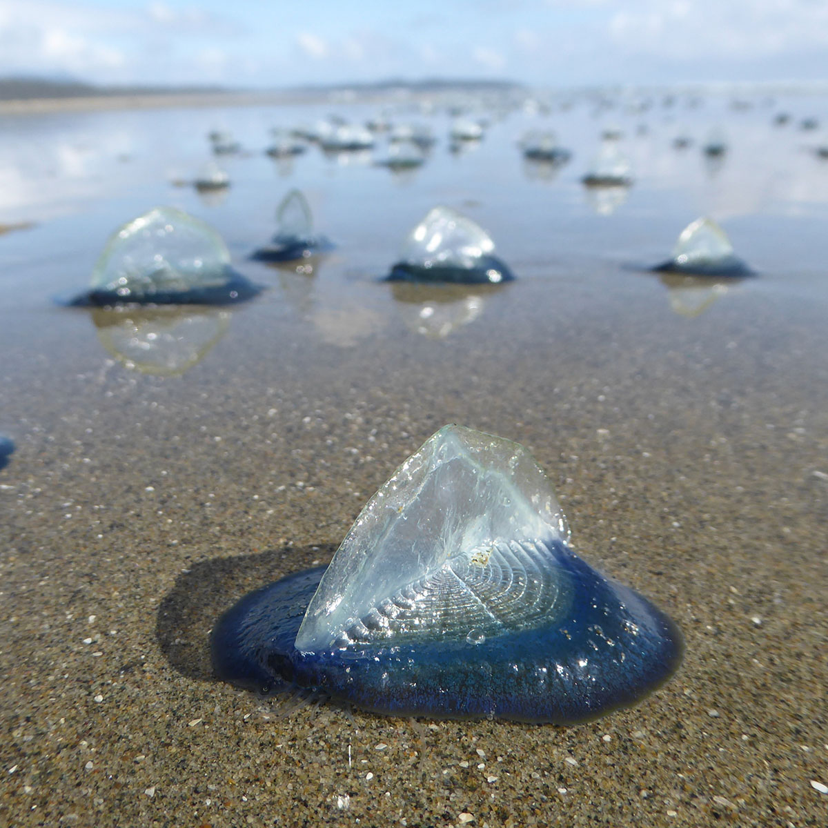 Jellies with Fins SQ1200