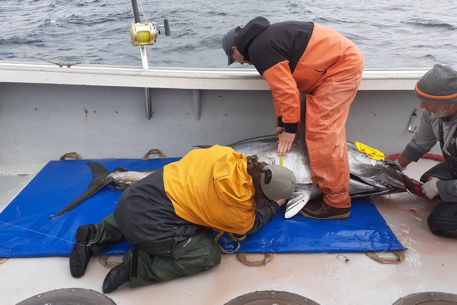 Tuna-Mike-Gabby-PS1500